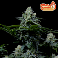 FastBuds - Wedding Cheesecake FF - 5x Cannabis Samen
