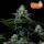 FastBuds - Wedding Cheesecake FF - 5x Cannabis Samen