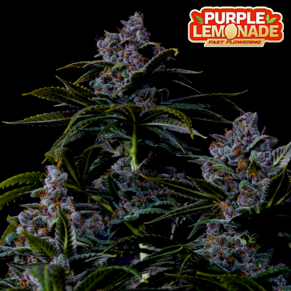 FastBuds - Purple Lemonade FF