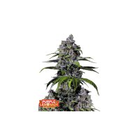 FastBuds - Purple Lemonade FF
