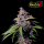 Fast Buds - Amnesia Zkittlez Auto - 10x Cannabis Samen