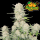 FastBuds - Apricot Auto