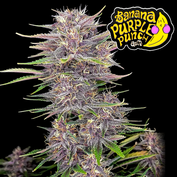 FastBuds - Banana Purple Punch Auto