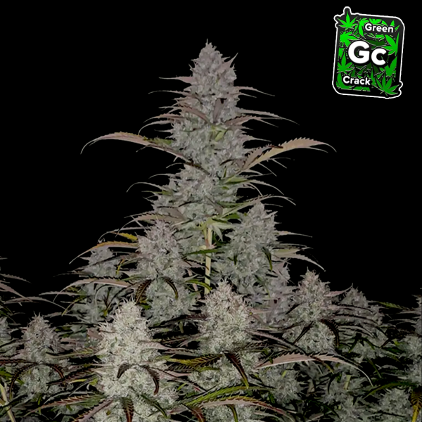 FastBuds - Green Crack Auto - 10x Cannabis Samen