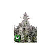 FastBuds - Green Crack Auto - 10x Cannabis Samen