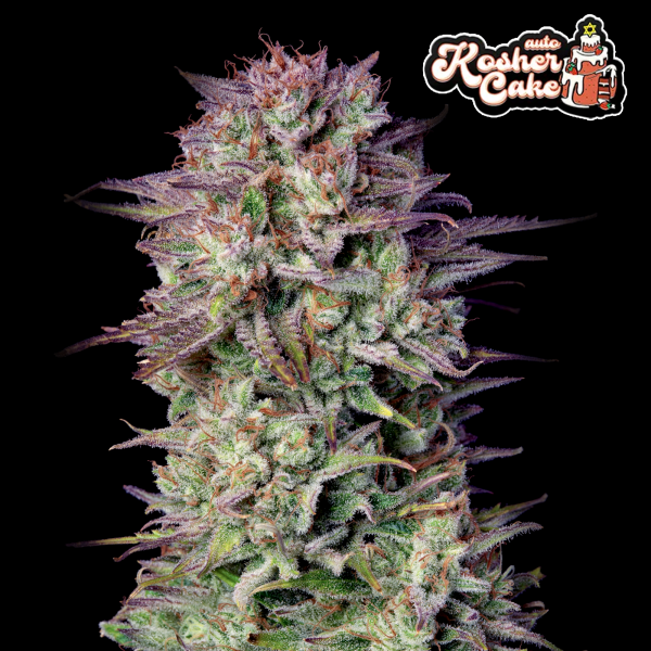 FastBuds - Kosher Cake Auto - 10x Cannabis Samen