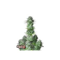 FastBuds - Kosher Cake Auto - 10x Cannabis Samen