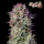 FastBuds - Kosher Cake Auto - 10x Cannabis Samen