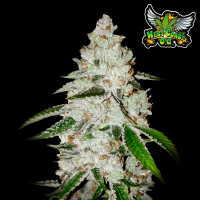 FastBuds - West Coast O.G. Auto - 10x Cannabis Samen