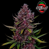 FastBuds - Ztrawberriez Auto - 10x Cannabis Samen