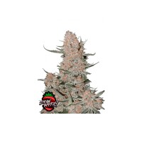 FastBuds - Ztrawberriez Auto - 10x Cannabis Samen