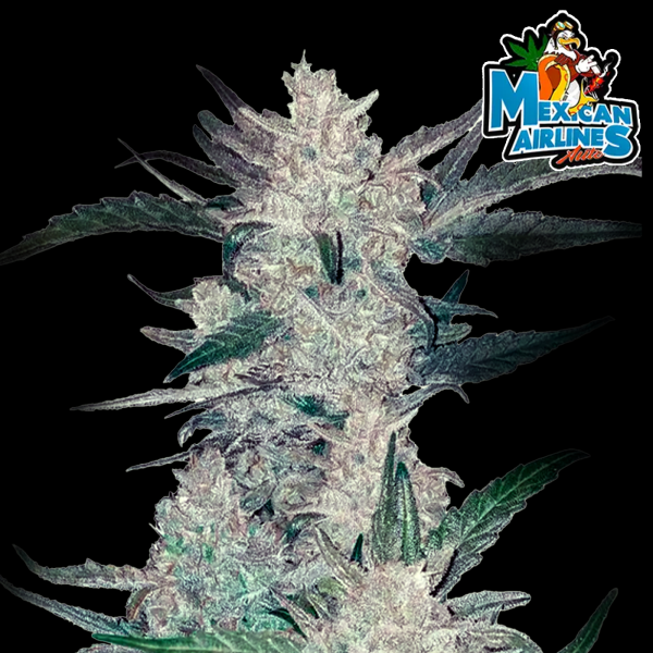 FastBuds - Mexican Airlines Auto - 10x Cannabis Samen