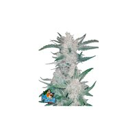 FastBuds - Mexican Airlines Auto - 10x Cannabis Samen