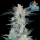 FastBuds - Mexican Airlines Auto - 10x Cannabis Samen