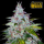 FastBuds - Six Shooter Auto