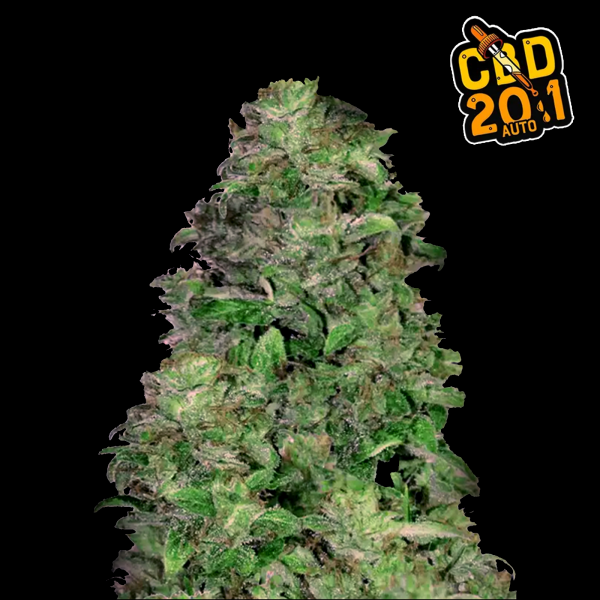 FastBuds - CBD Auto 20:1 - 10x Cannabis Samen