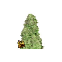 FastBuds - CBD Auto 20:1 - 10x Cannabis Samen