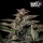FastBuds - White Widow Auto - 10x Cannabis Samen