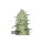 FastBuds - White Widow Auto - 10x Cannabis Samen