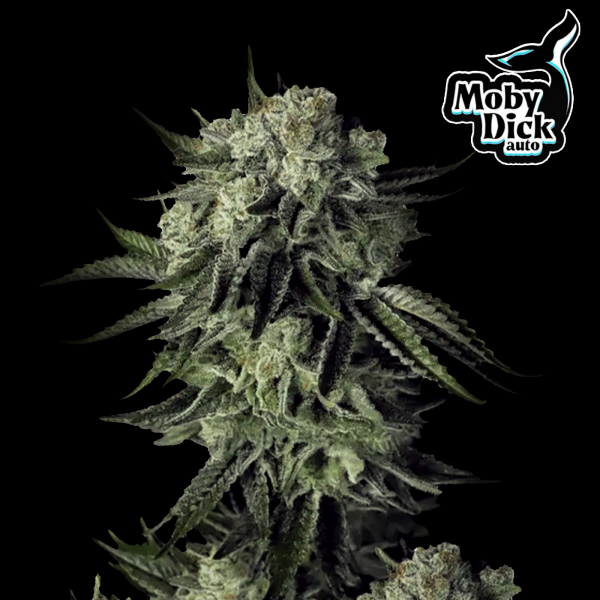 FastBuds - Moby Dick Auto - 10x Cannabis Samen