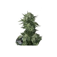 FastBuds - Moby Dick Auto - 10x Cannabis Samen
