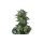 FastBuds - Moby Dick Auto - 10x Cannabis Samen