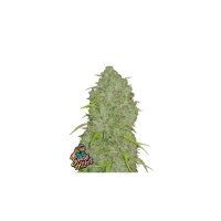 FastBuds - Jack Herer Auto - 10x Cannabis Samen