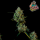 FastBuds - Jack Herer Auto - 10x Cannabis Samen