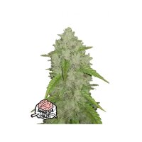 FastBuds - Amnesia Haze Auto - 10x Cannabis Samen