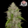 FastBuds - Amnesia Haze Auto - 10x Cannabis Samen