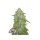 FastBuds - Amnesia Haze Auto - 10x Cannabis Samen