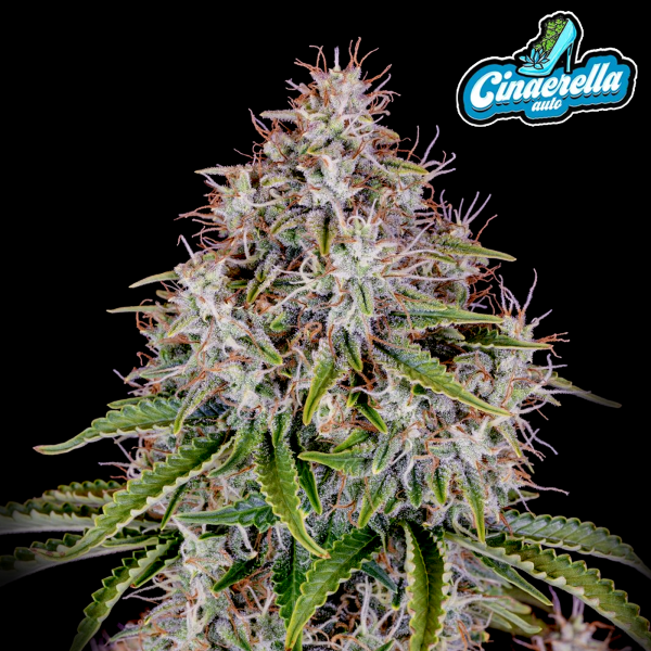 FastBuds - Cinderella Auto - 10x Cannabis Samen