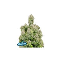 FastBuds - Cinderella Auto - 10x Cannabis Samen