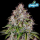 FastBuds - Cinderella Auto - 10x Cannabis Samen