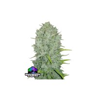 FastBuds - Northern Lights Auto - 10x Cannabis Samen