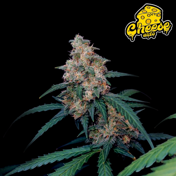 FastBuds - Cheese Auto