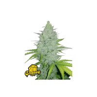 FastBuds - Cheese Auto - 10x Cannabis Samen