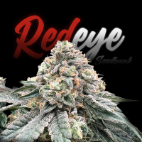 RedEyes - Double Runtz