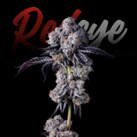 RedEyes - Mimosa Auto