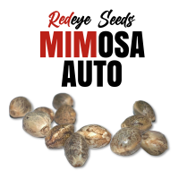 RedEyes - Mimosa Auto