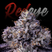 RedEyes - Gasface Auto