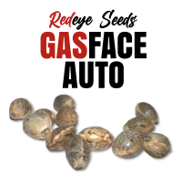 RedEyes - Gasface Auto