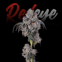 RedEyes - Gelato Auto