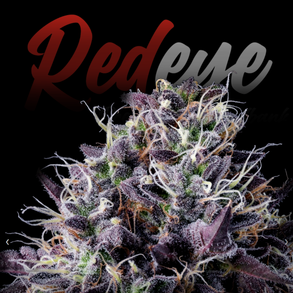 RedEyes - Forbidden Fruit Auto
