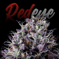 RedEyes - Forbidden Fruit Auto