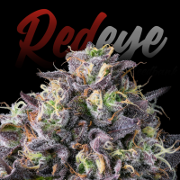 RedEyes - Watermelon Auto