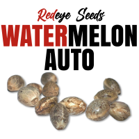 RedEyes - Watermelon Auto