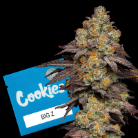 Cookies - Big Z - Zkittlez X Runtz (Feminisiert) 3x...