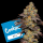 Cookies - Big Z - Zkittlez X Runtz (Feminisiert) 3x Cannabis Samen