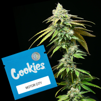 Cookies - Motor City - Motorbreath #15 X Runtz...
